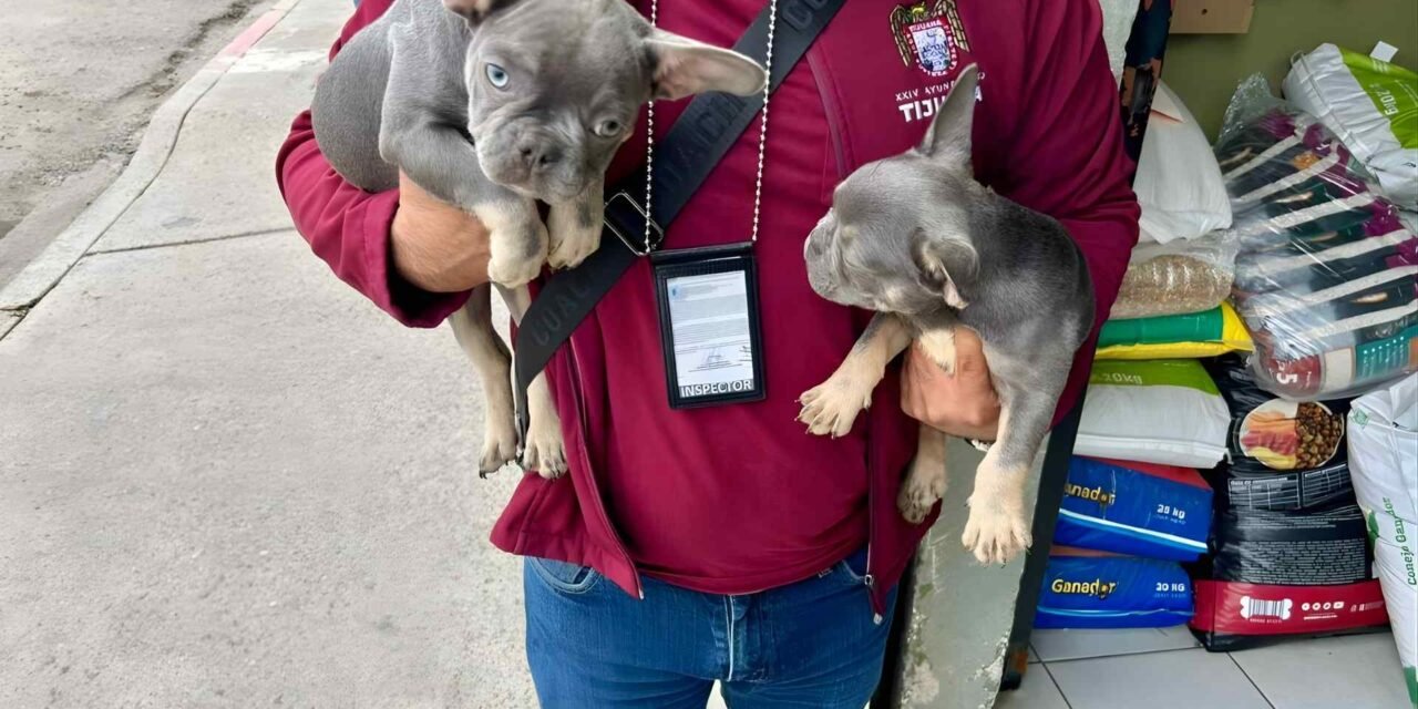 RESCATAN A DOS PERRITOS QUE INTENTABAN VENDER DE FORMA ILEGAL EN OTAY