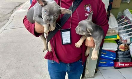 RESCATAN A DOS PERRITOS QUE INTENTABAN VENDER DE FORMA ILEGAL EN OTAY